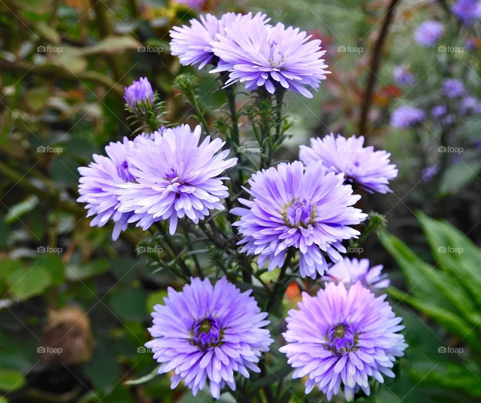 Beautiful flowers in bloom