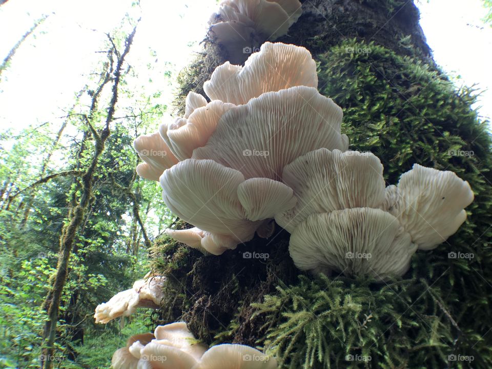 Oyster mushrooms. 