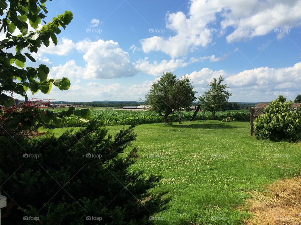 Backyard view . View of the crops from my yard