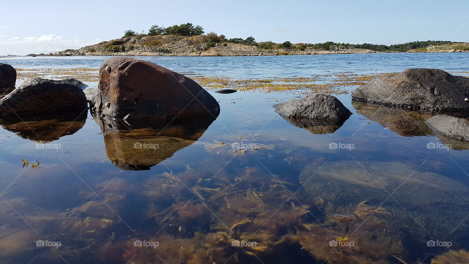 Seaweed and  algae in the sea - tång alger hav
