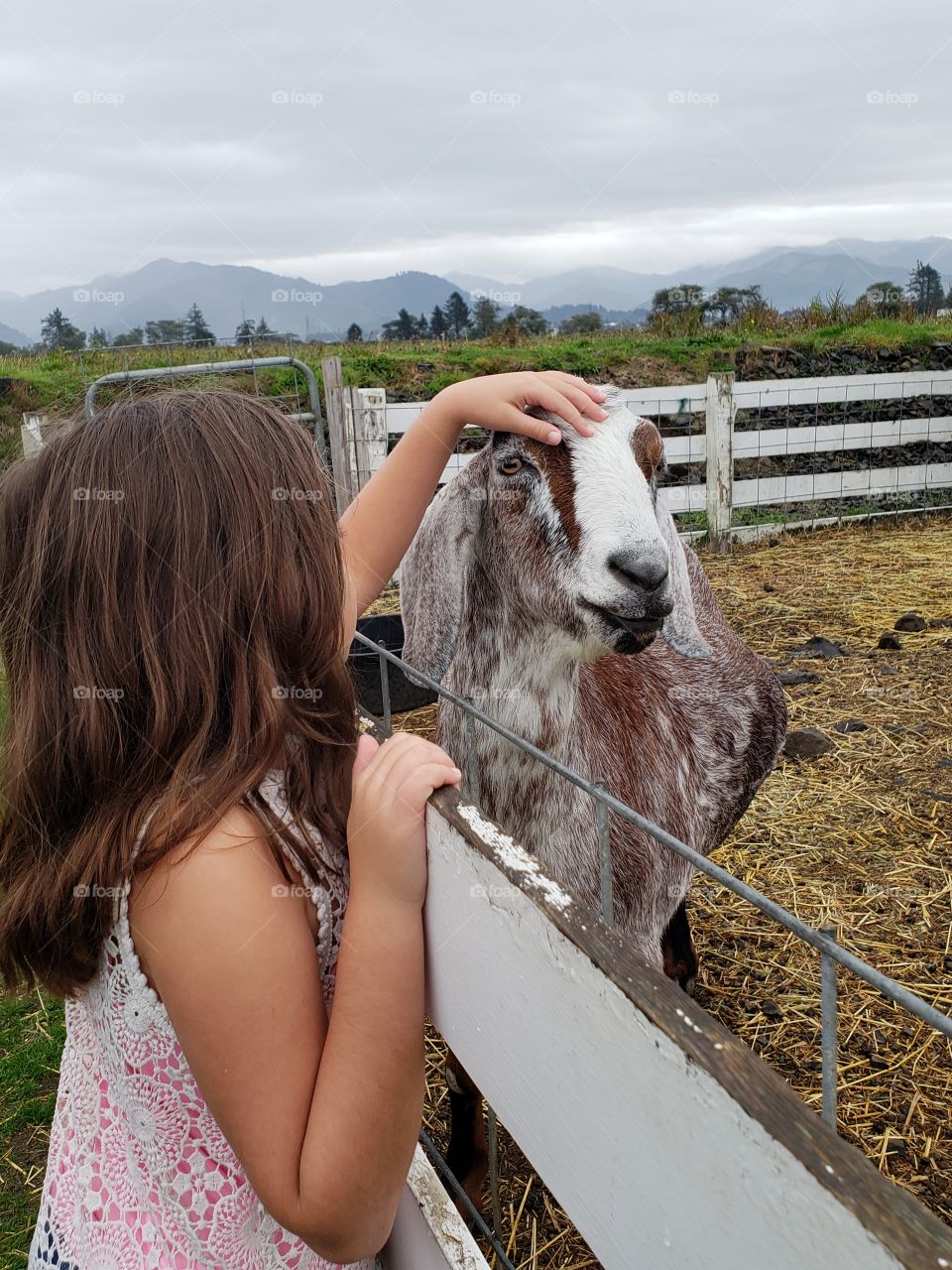 petting zoo girl and goat