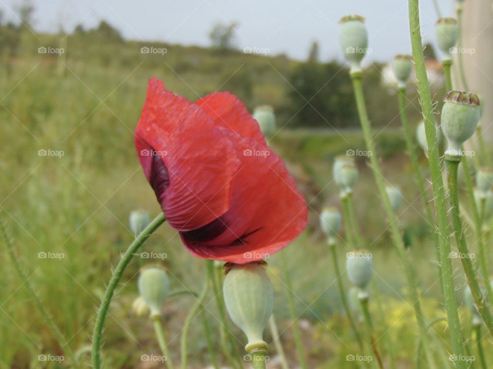 Red poppy and green buds