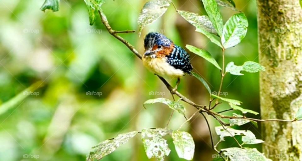 birds in nature background