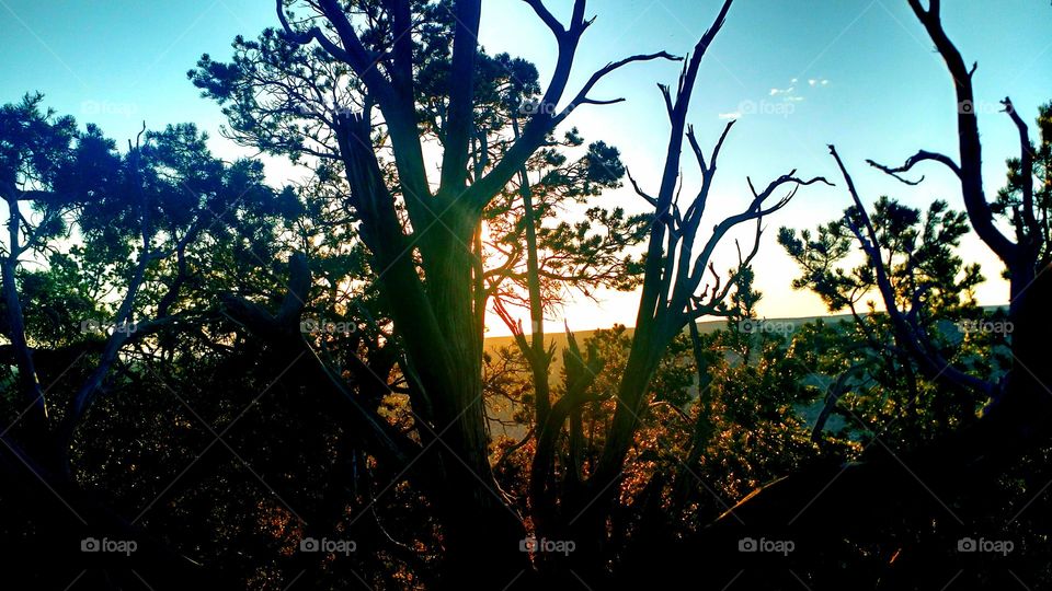 Spring sunset through the branches. Trip to Grand Canyon National Park