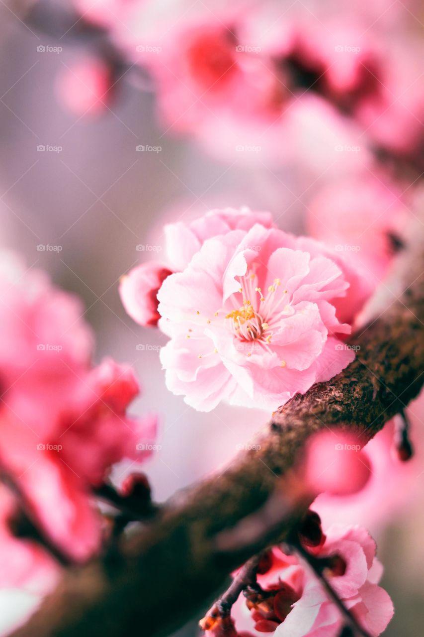 Cherry Blossom Tree