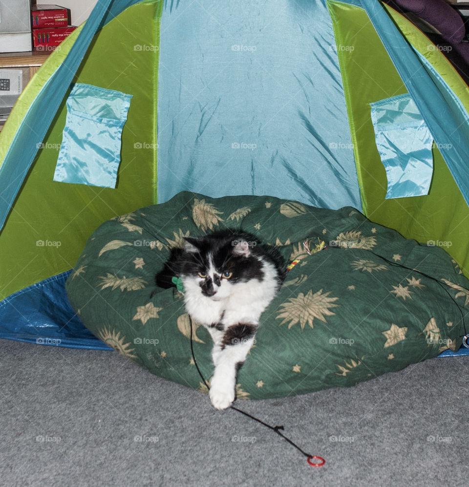 Black and white cat who has taken up residence on a beanbag in a tent (indoors)