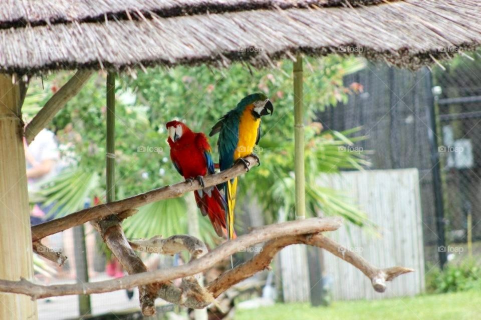 Blue macaw and Scarlet macaw