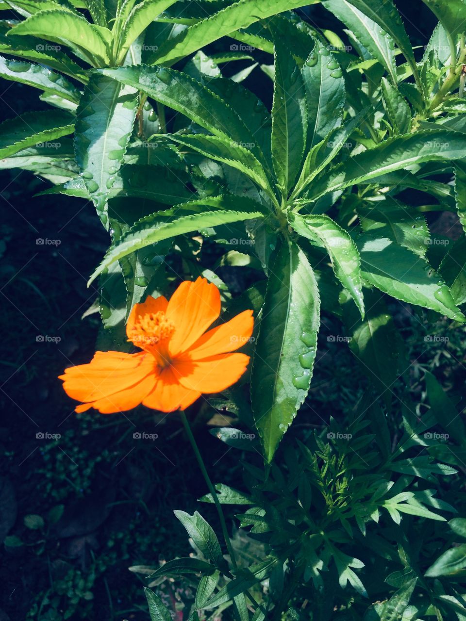 bunga indah yg masih diselimuti embun pagi
