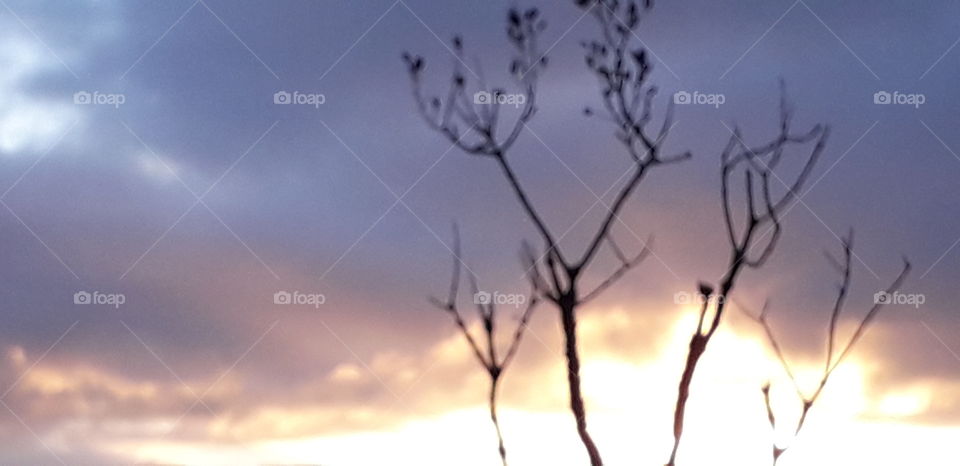 branches d'arbres au vent