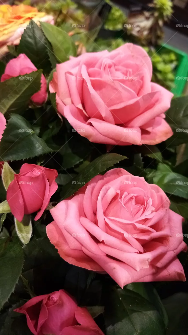Blumen
