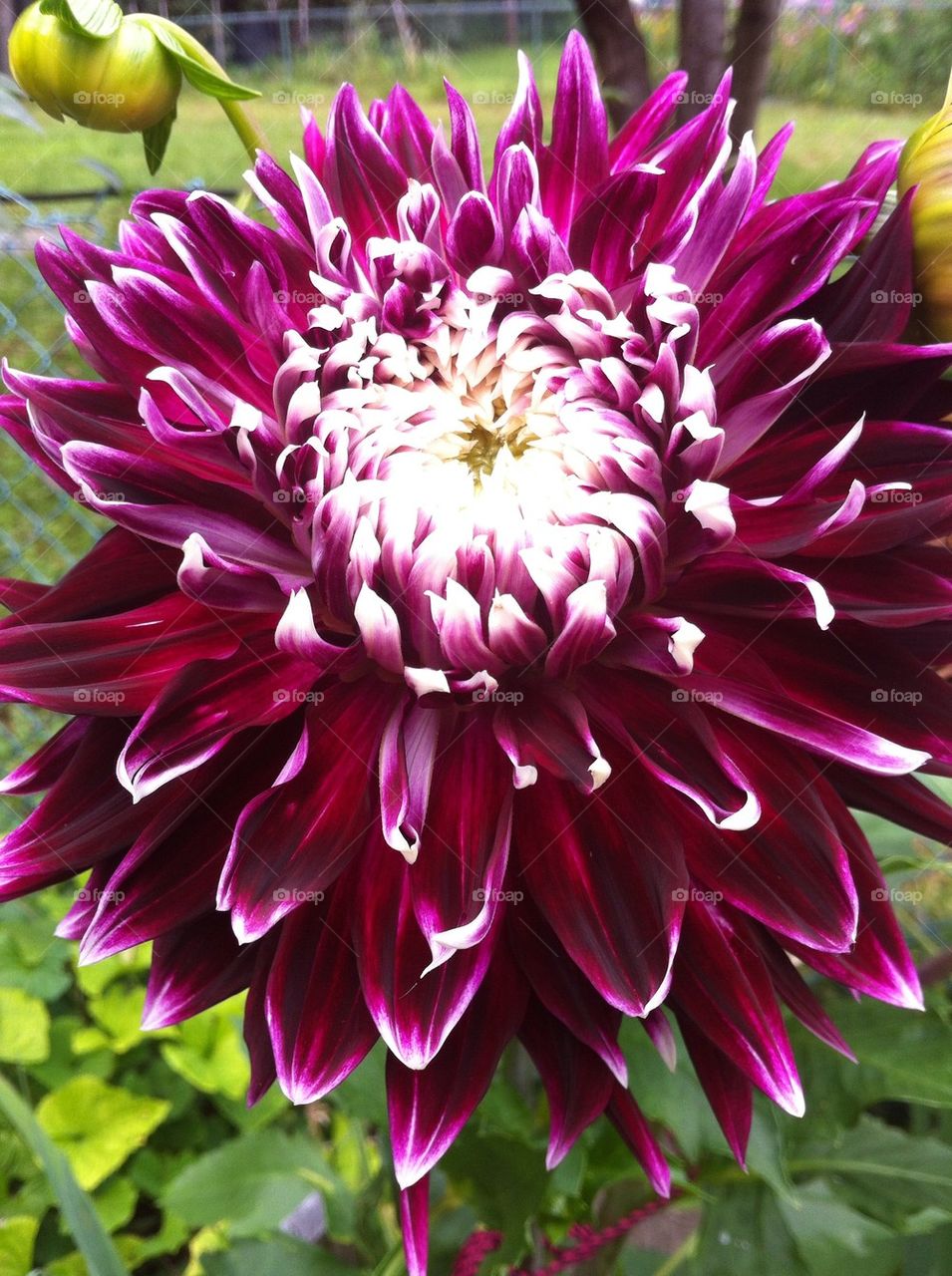 Dahlia