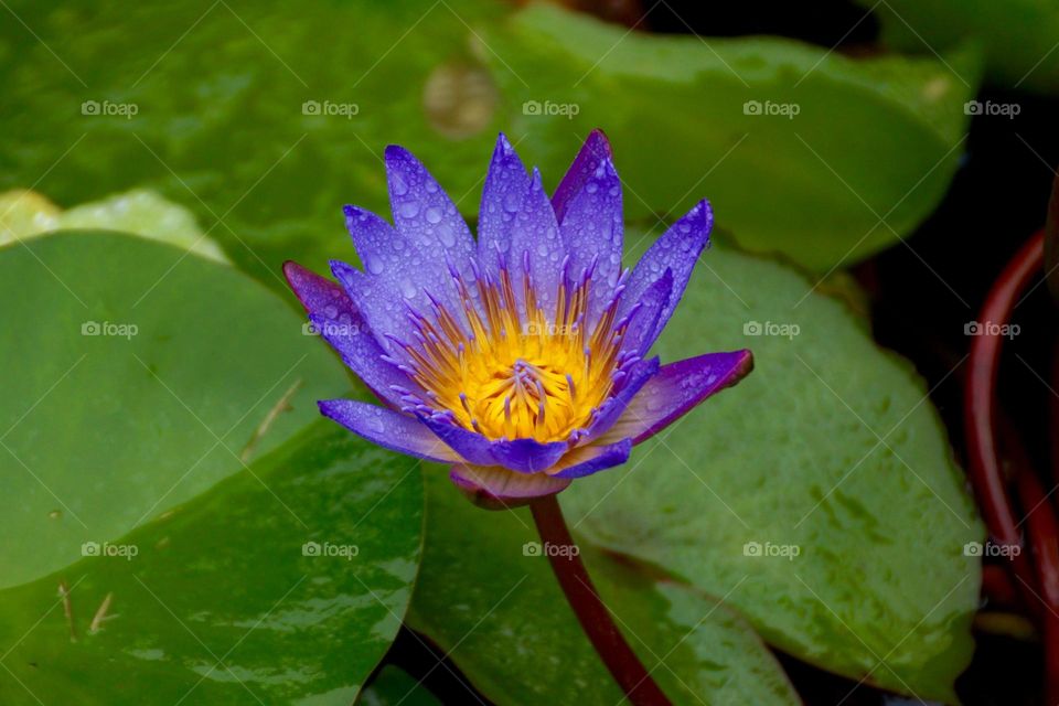 A single flower amidst the water