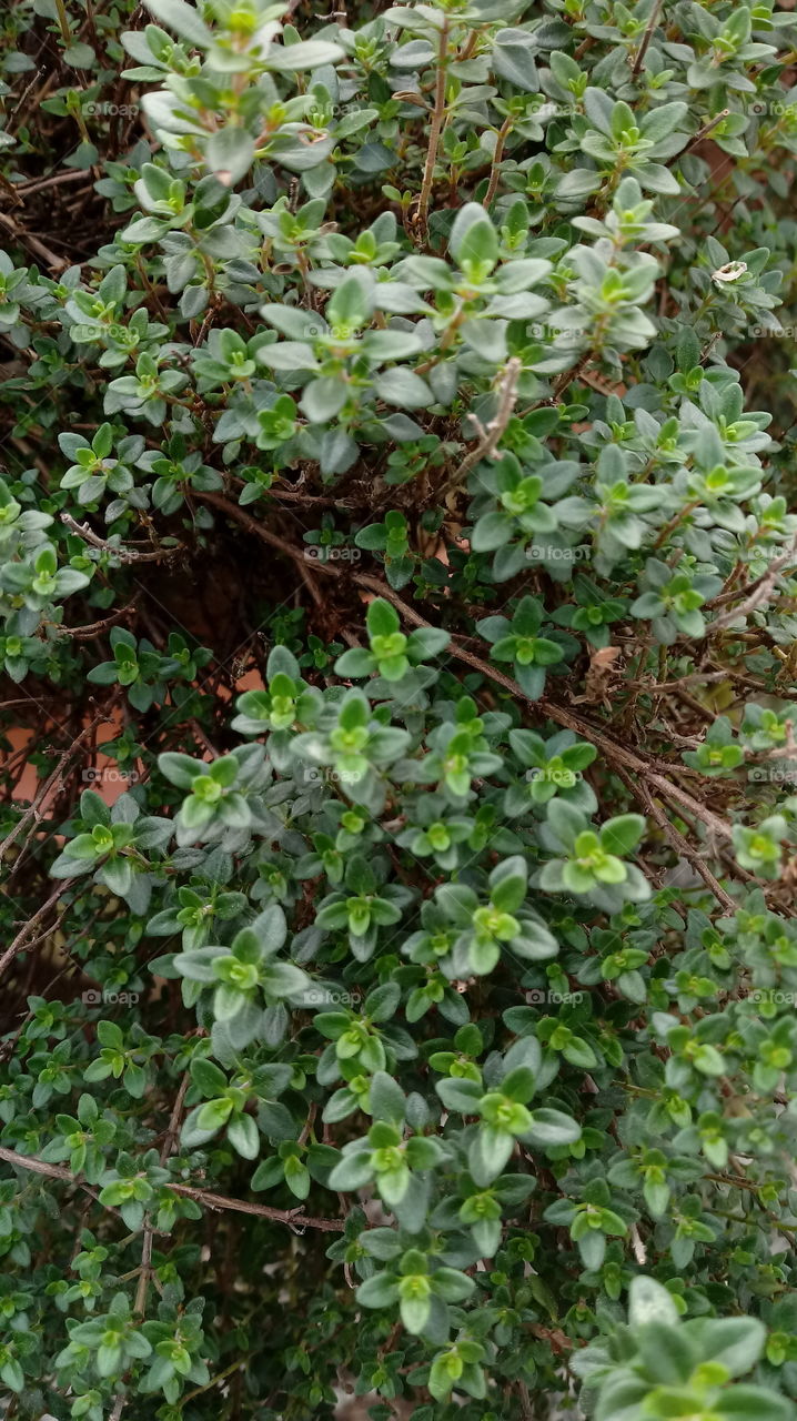 PLNTAS TEMPEROS Thymus vulgaris