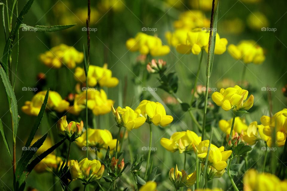 Bright yellow flowers with a black blur around