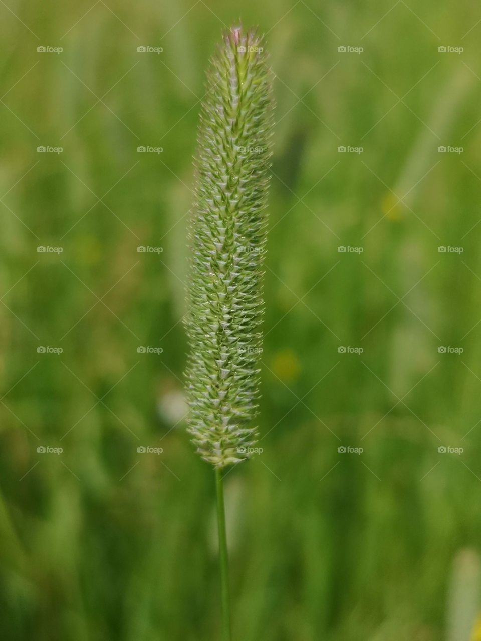 grass