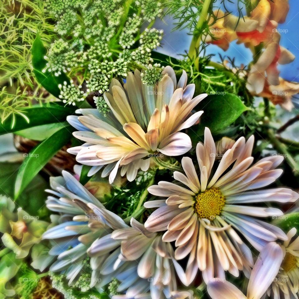 Funky Daisies