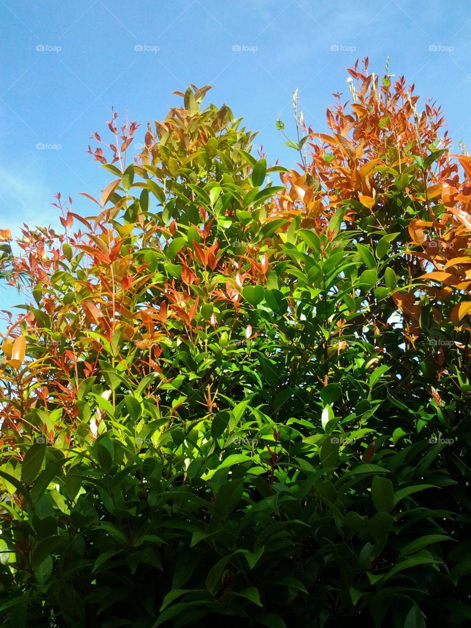 plant in my yard