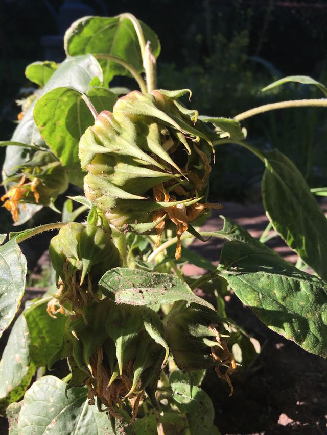 Dehydrated sunflowers 2