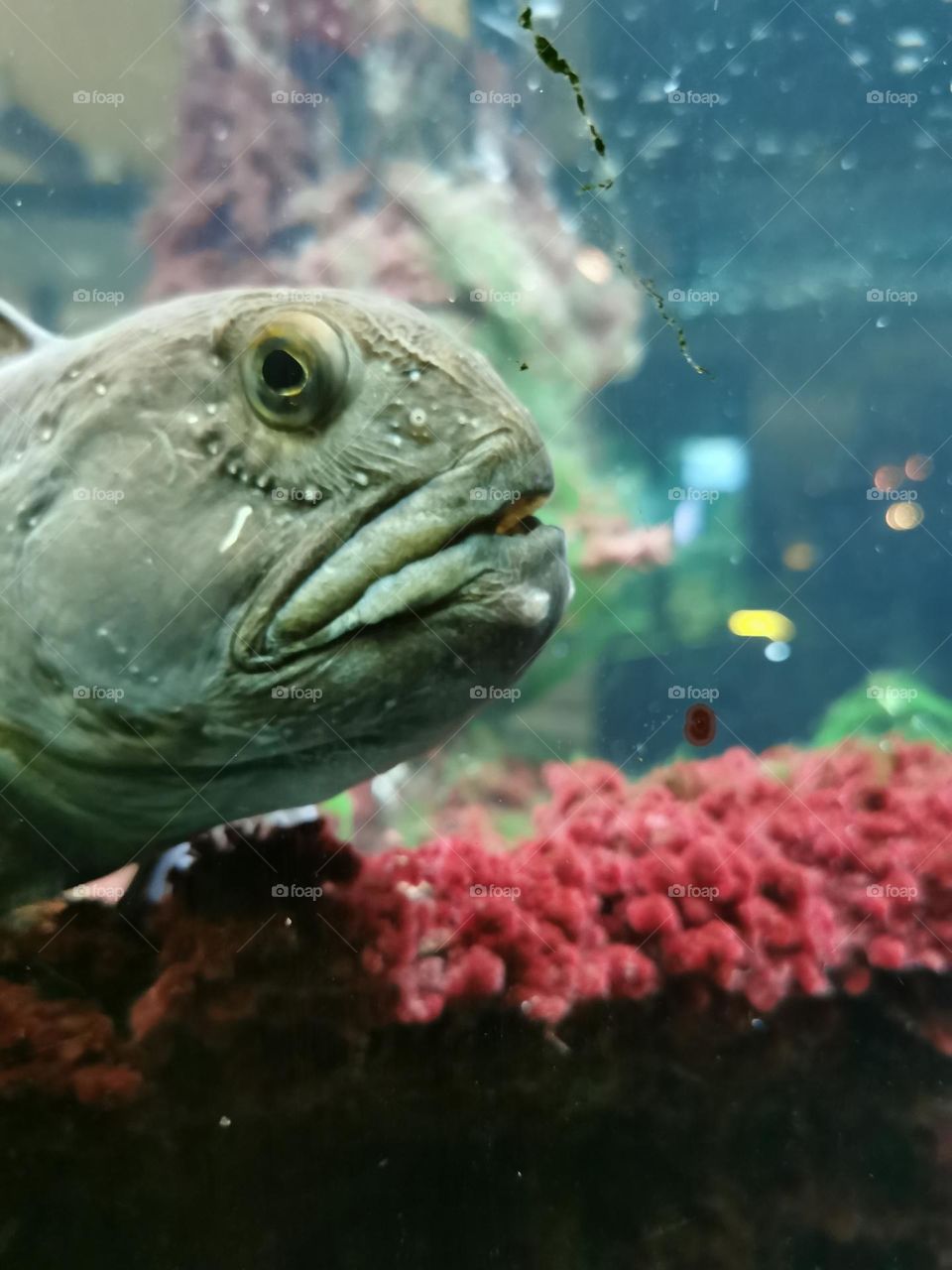 Angry fish looking at you