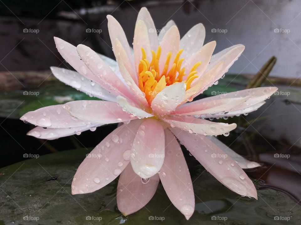 Droplets on lotus flower.