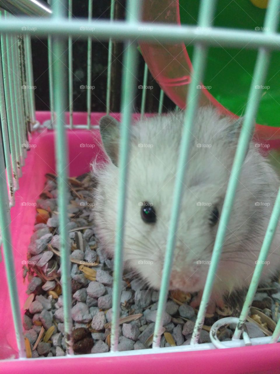 Hamster is animal in a family of a rodent.. is have a four leg and a tail with fur and a small body. they usually became a animal pet to people.. 