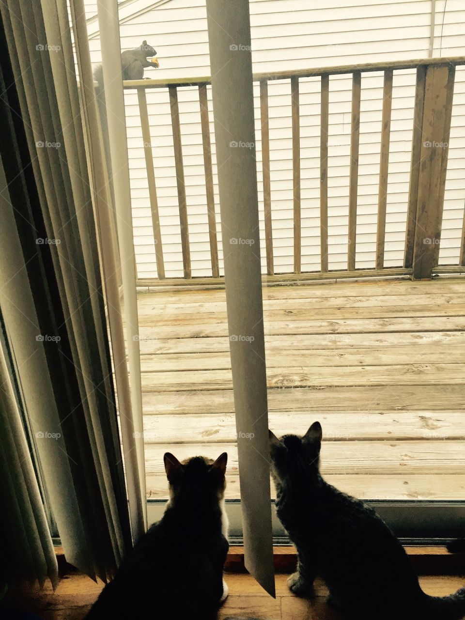 Cats looking at squirrel 