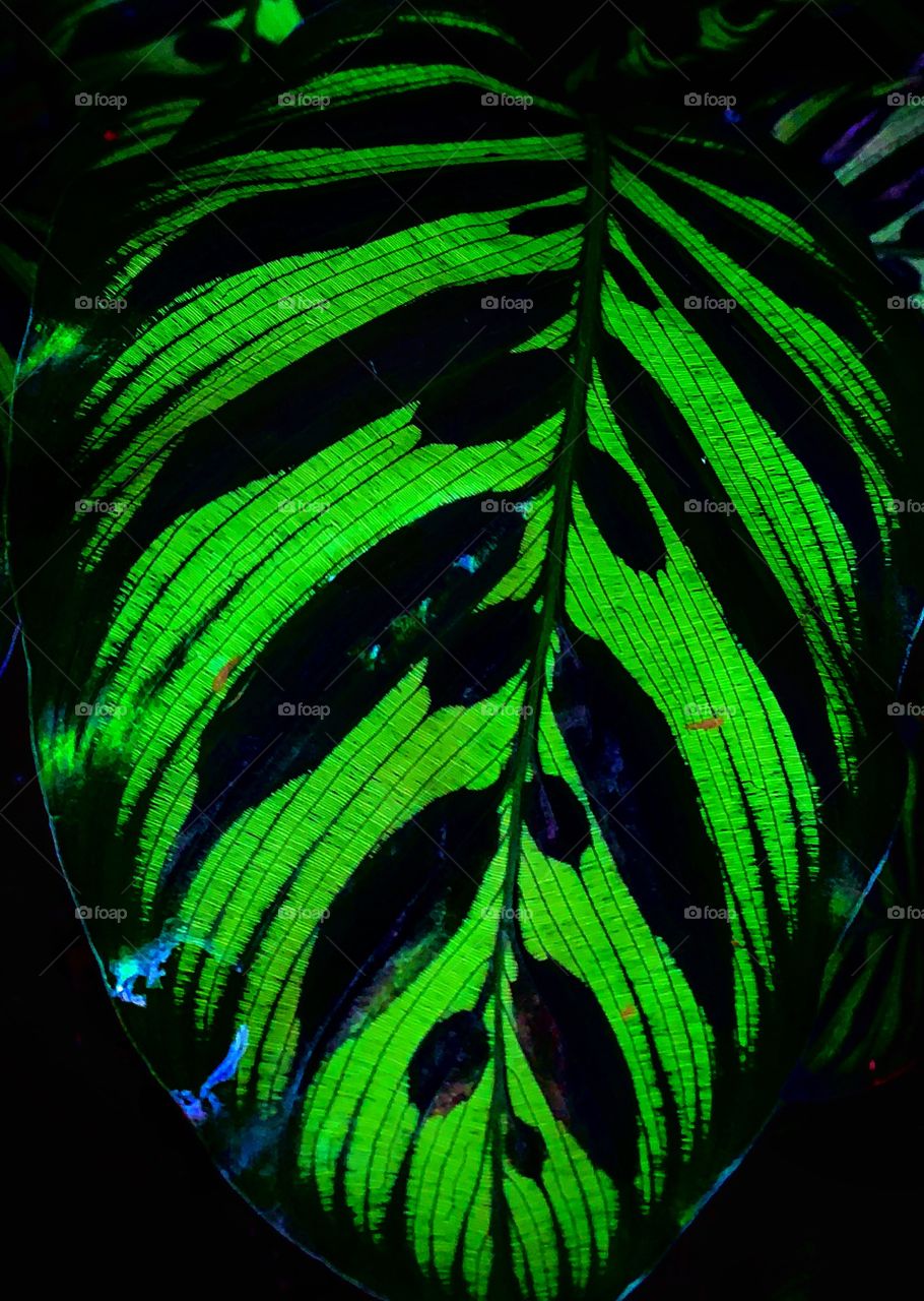 Macro shot of a leaf—taken in Chicago, Illinois 