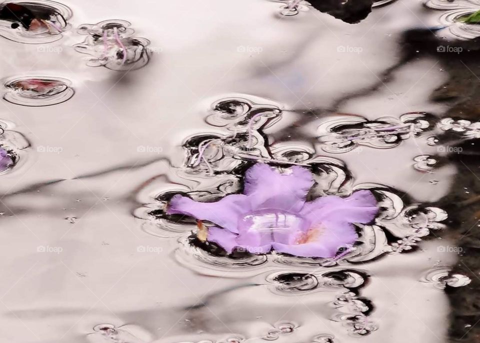 Purple petal on the water