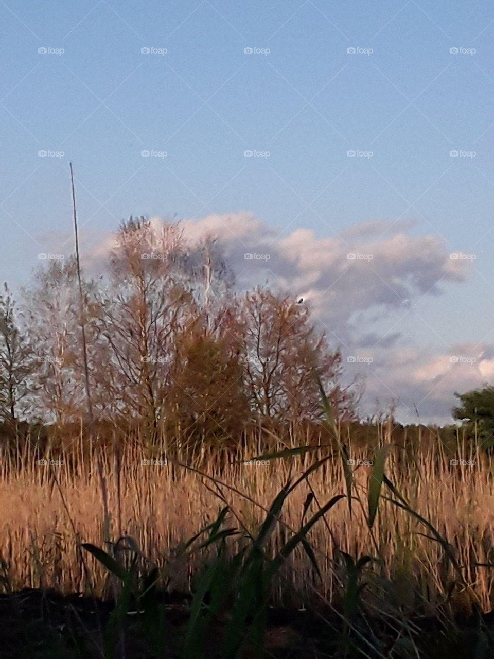 autumn meadow