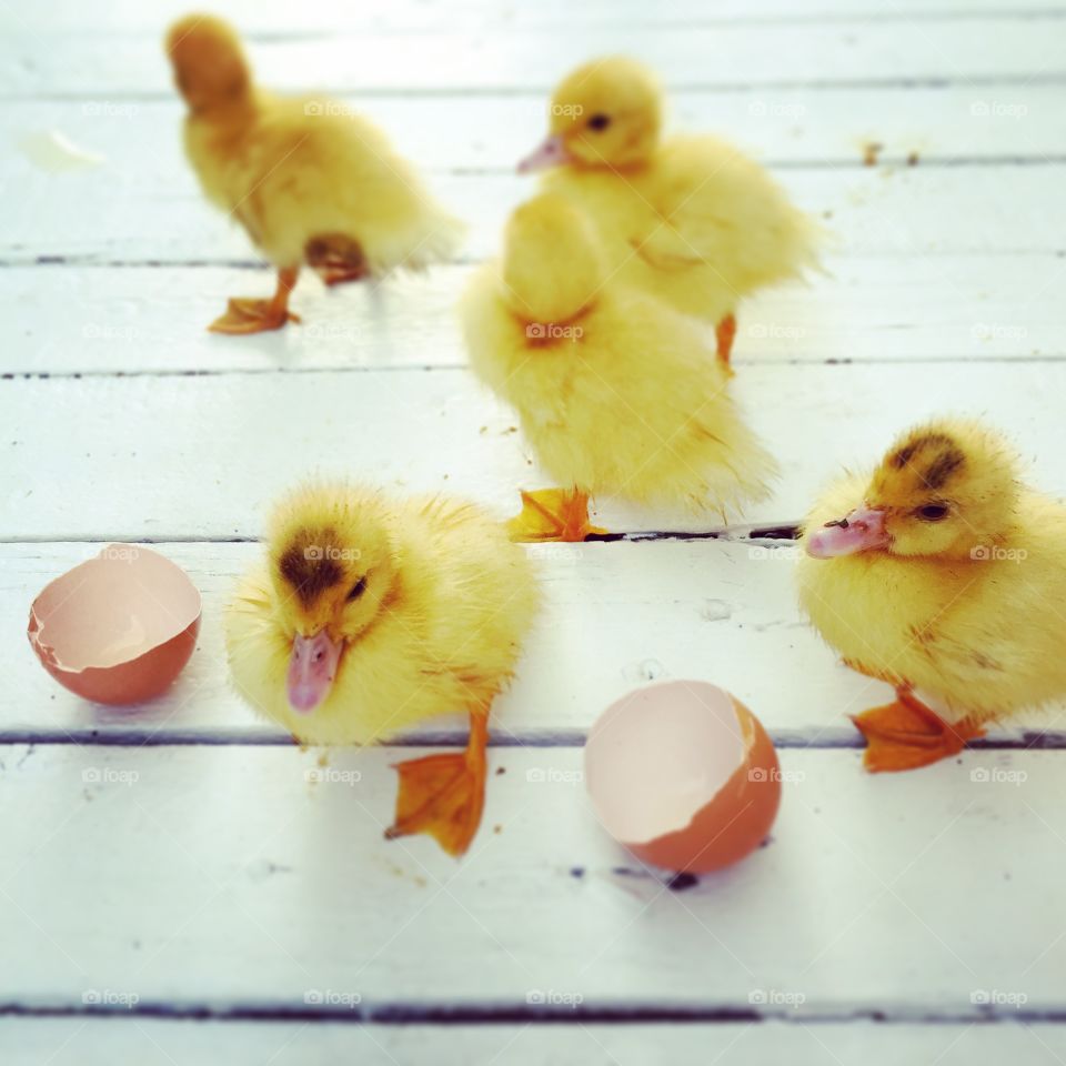 High angle view of young ducks