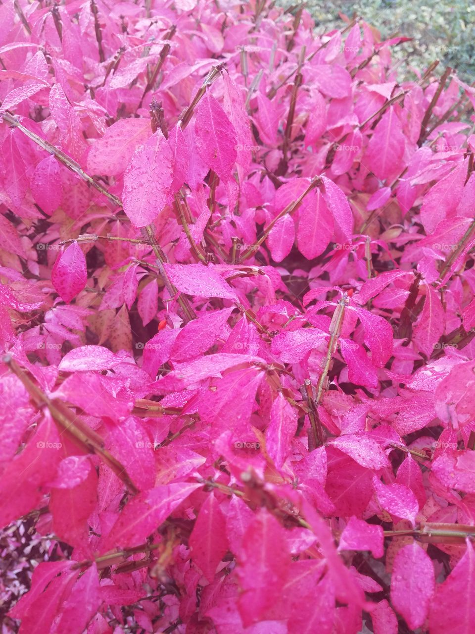 Fall Pink
