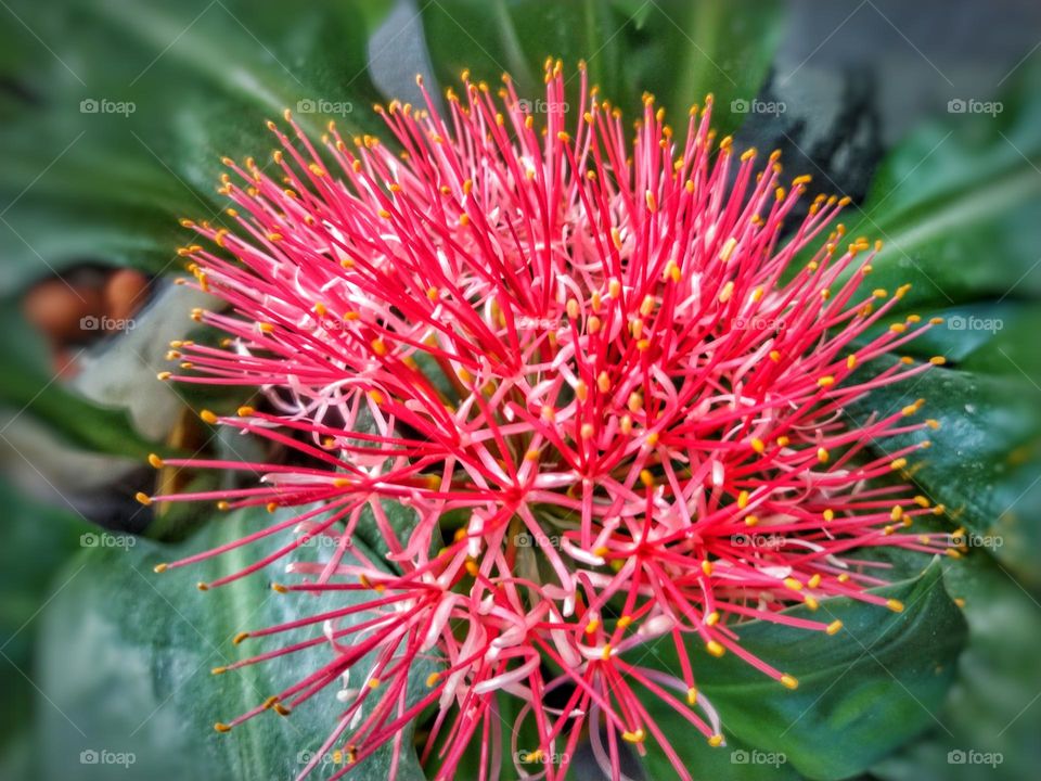 Scadoxus multiflorus or blood lily flower