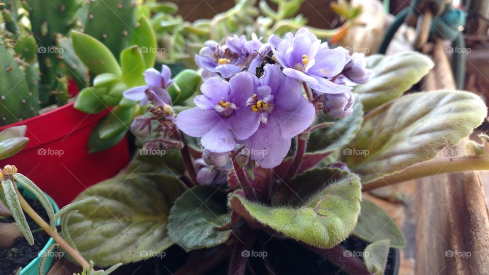 Plantas, singelas flores e cores naturais.