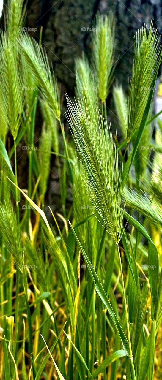 Hordeum murinum is a species of flowering plant in the Poaceae family, commonly known as wall barley or false barley. It is a close relative of cultivated barley.