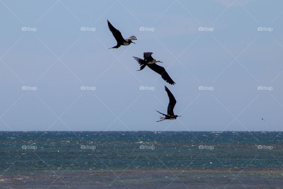 Seagulls