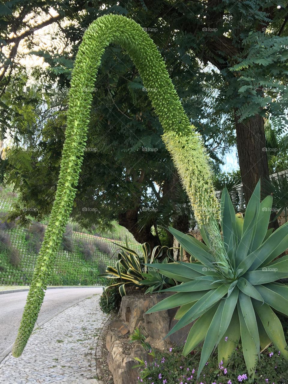 Unique giant flower for Agave attenuata or Swan’s neck agave