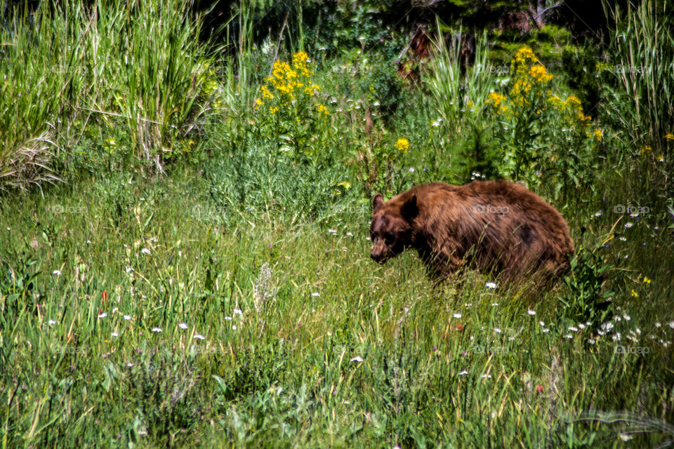 The Brown Bear