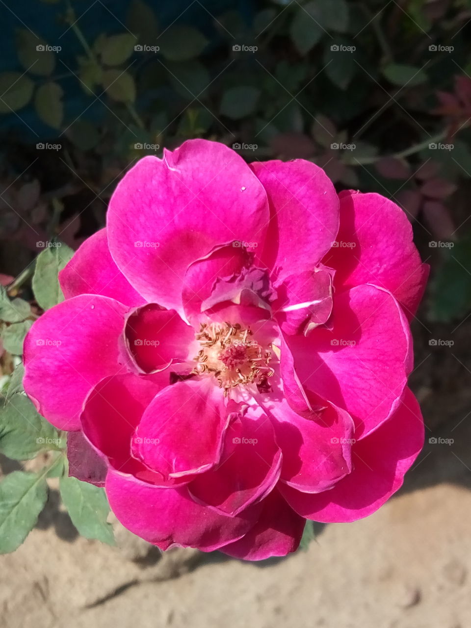 pink rose.