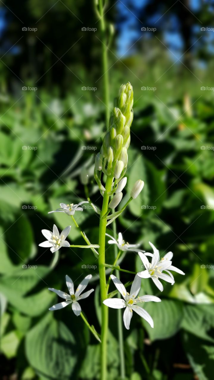 flowers