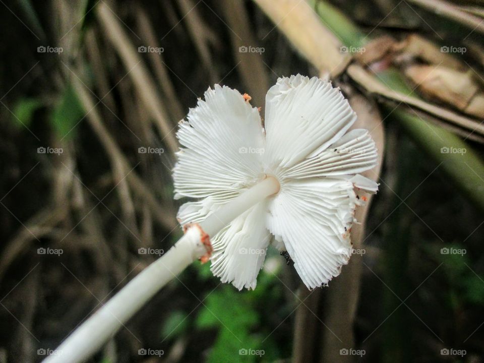 Mushroom underside