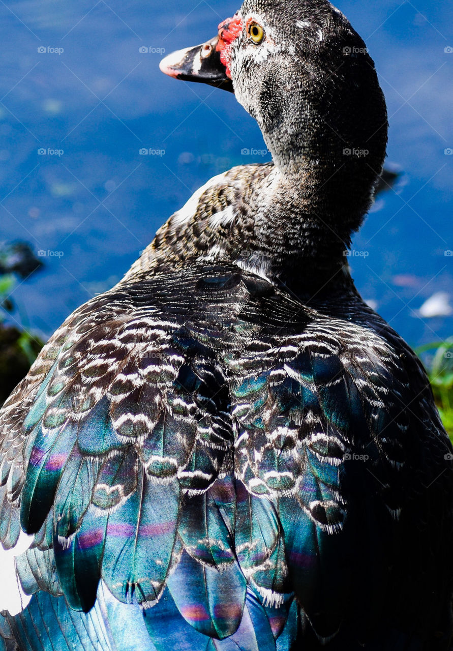 Duck with beautiful iridescent feathers along the banks of the water at Wailoa River State Park in Hilo, Hawaii.