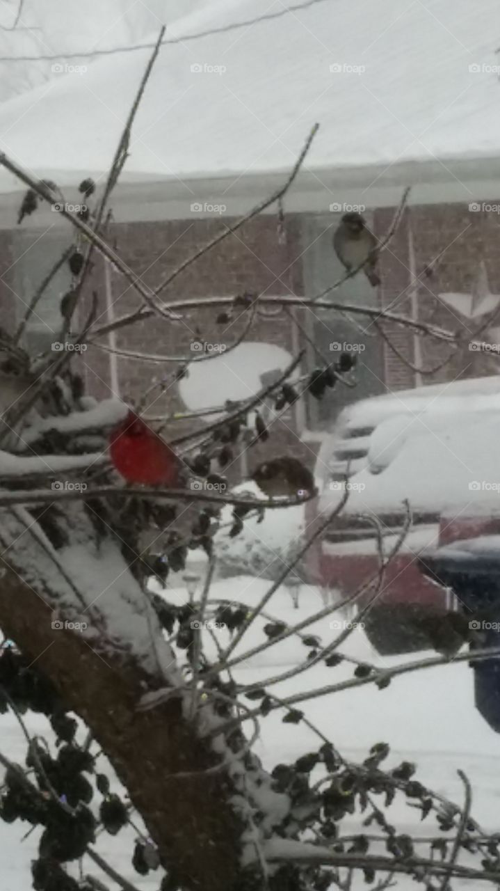 Winter, Snow, Wire, Cold, Outdoors