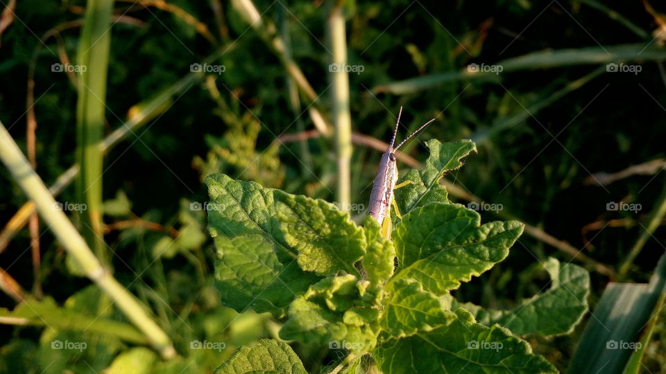 I like that beautiful plant and insects on macro picture
