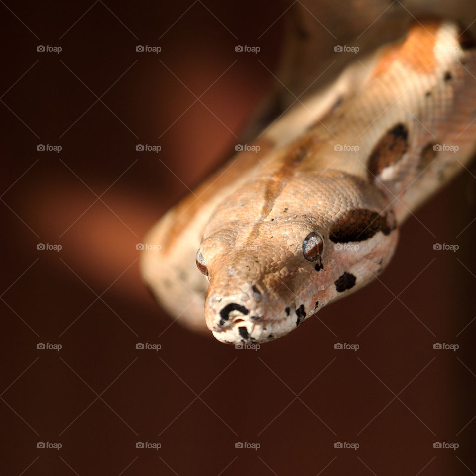 wildlife python constricting snake pet animal nature dangerous eyes head nose by rinusrini