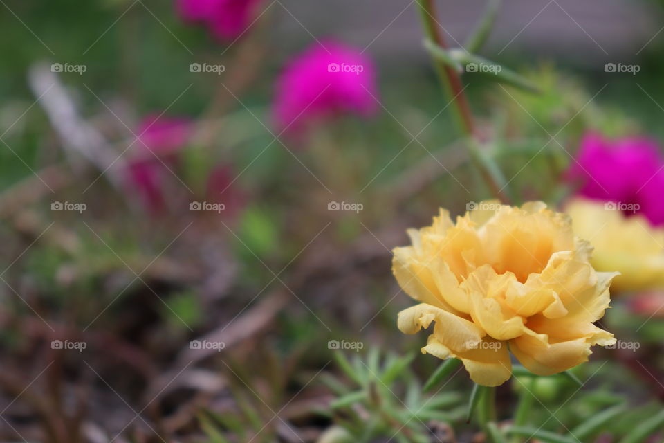 yellow mossrose