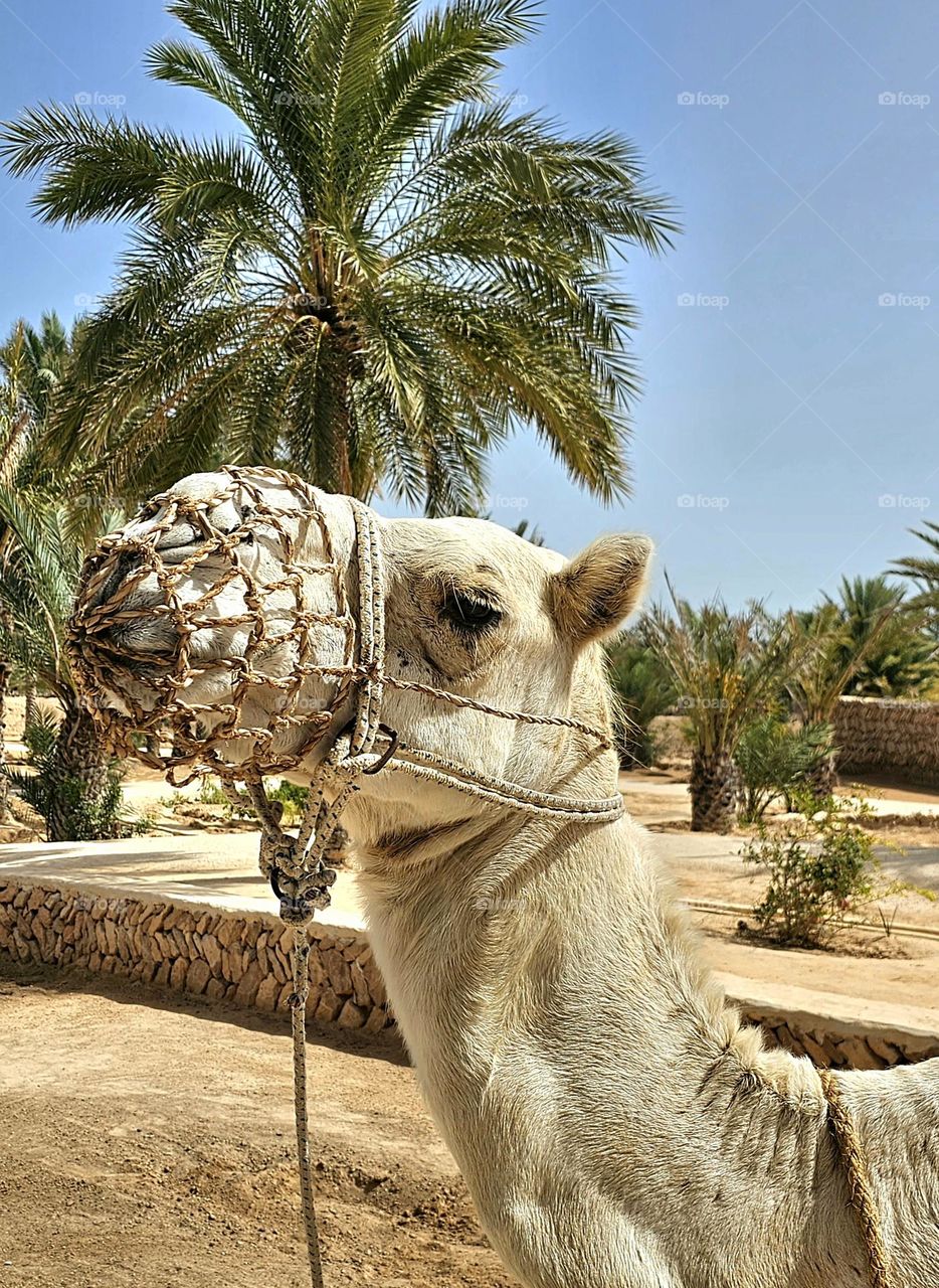 dromadaire à Djerba