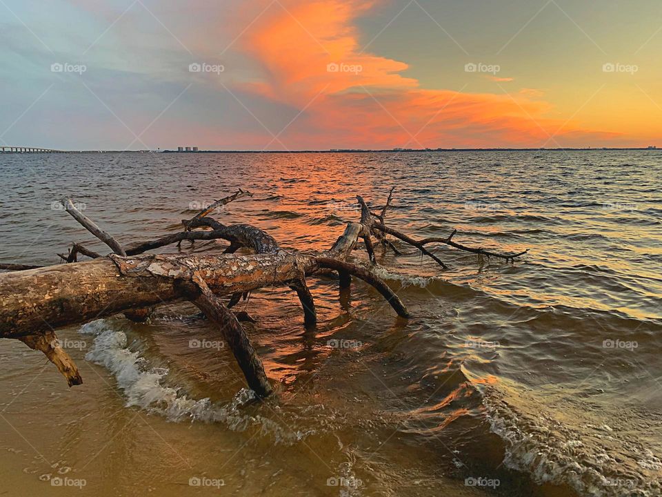 Sherbet colored clouds - The clouds were like thin sheets of smooth cotton in the sky to add color to my sunset. The waves crashed into the fallen tree