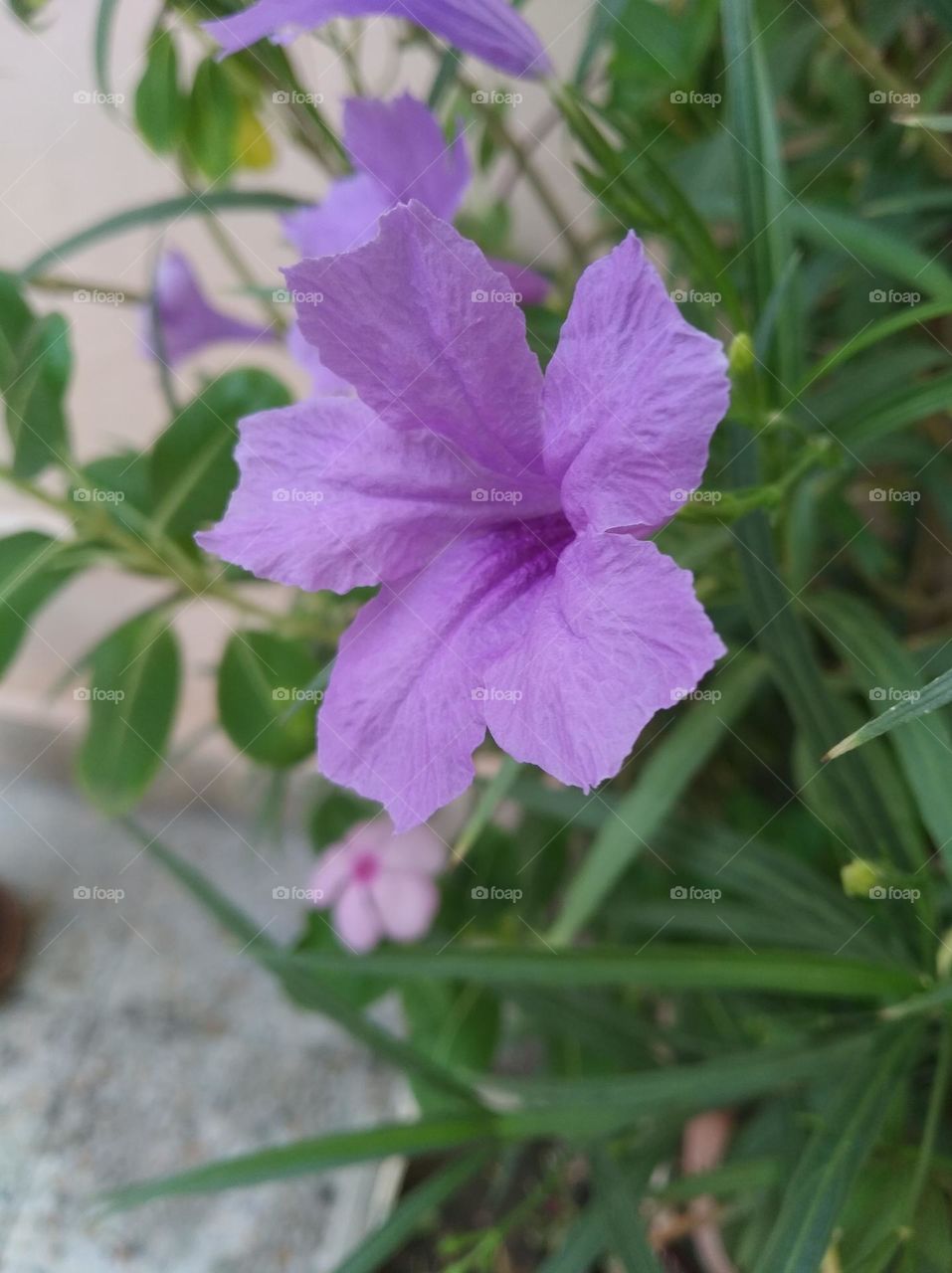 petunia purple flower seasonal fresh shurb small size looks very beautiful generally found everywhere