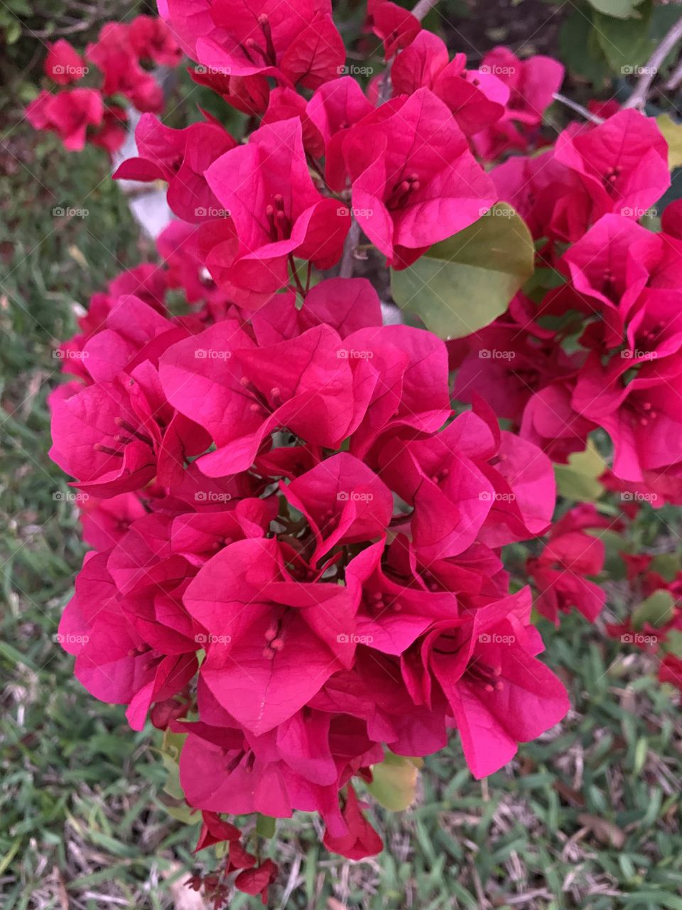 Bougainvillea vine erupts in a riot of red color with its stand-up-and-take-notice flair. This plant is a true contender for the attention your garden receives