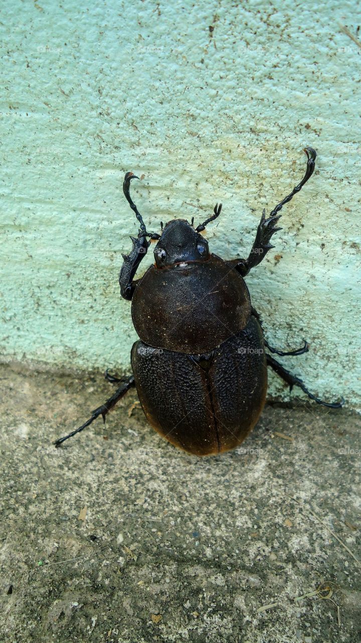 Hercules Beetle